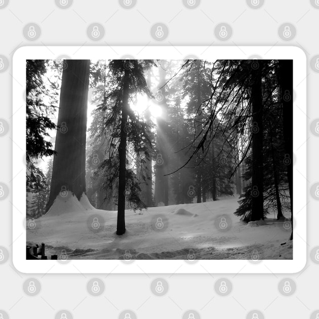 Winter Snow in Kings Canyon National Park Sticker by H. R. Sinclair